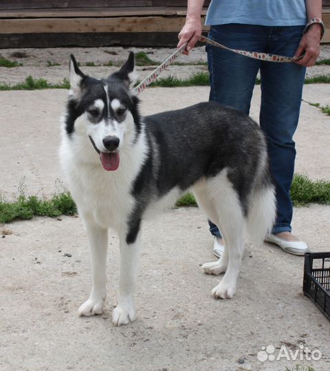 В поисках любящих хозяев молодой пёс Байкал