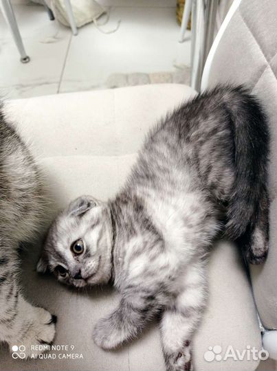 Шотландская вислоухая кошка