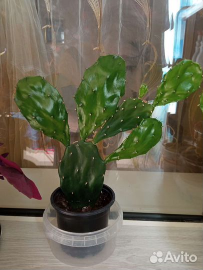 Кактус опунция