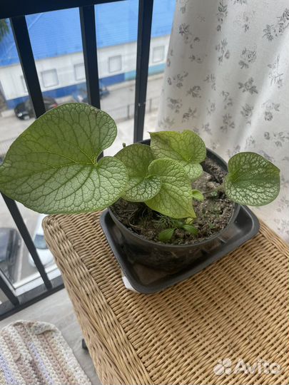 Брунерра крупнолистная