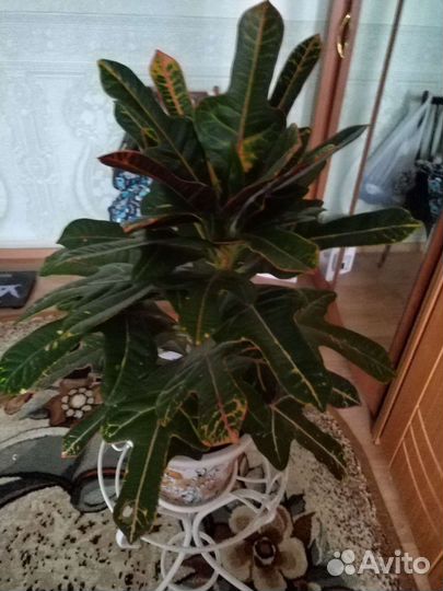 Кротон на верхушке появилось 2 ростка