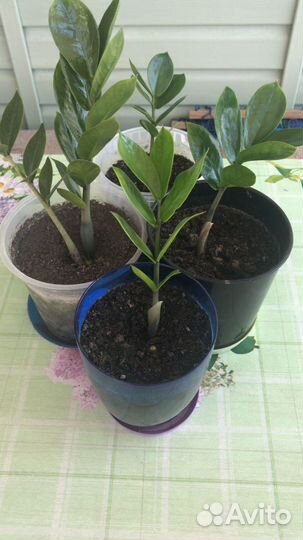 Замиокулькас долларовое дерево