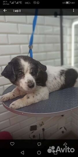 Маленькая собака в добрые руки