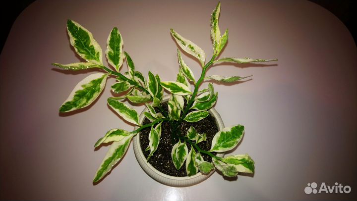 Педилантус