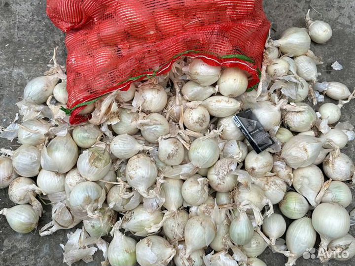 Лук Оптом Стардаст на перо в Ростовской области