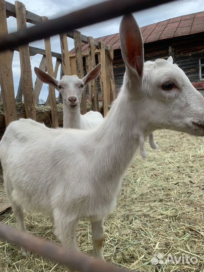 Козочка и козлик на племя, козье молоко и сыр