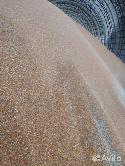 Просо красное