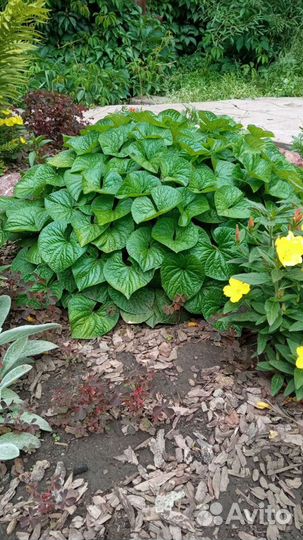 Фиалка Сестринская, Каменная роза,Люпин