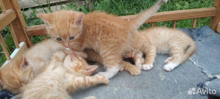 Домашние животные бесплатно