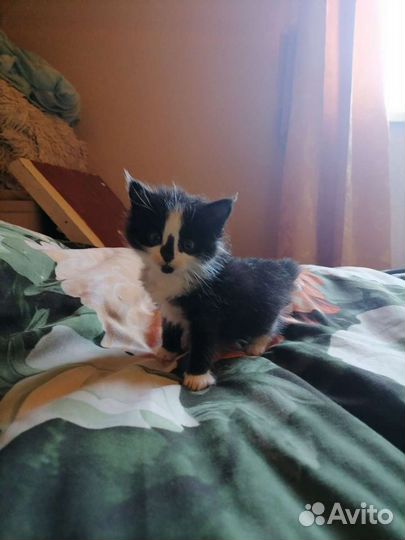 Кошки в добрые руки бесплатно