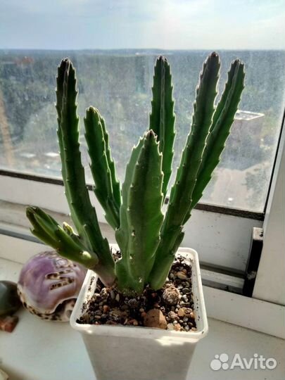 Суккуленты стапелия,хавортия