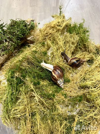 Улитка Ахатины