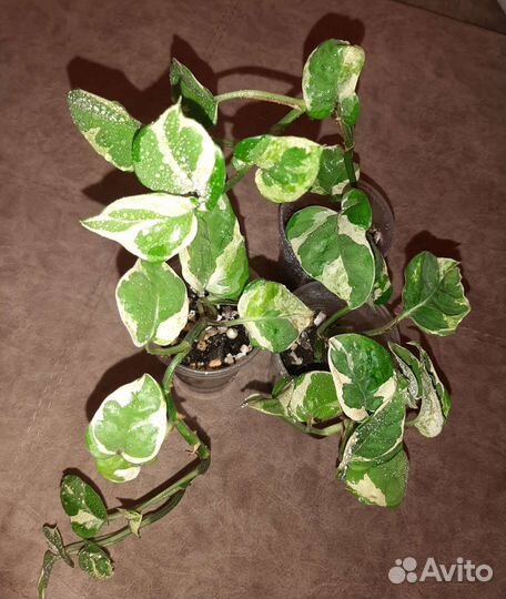 Эпипремнумы, сциндапсусы сортовые