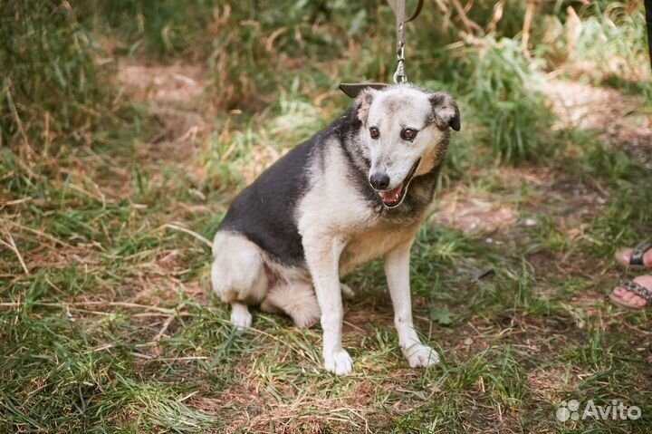 В добрые руки стесняшка собака Репка
