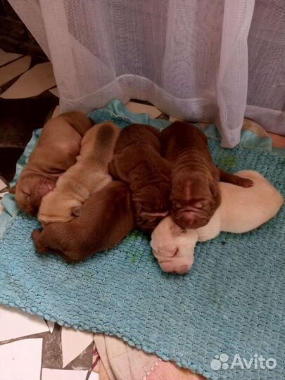 Собаки щенки шарпей