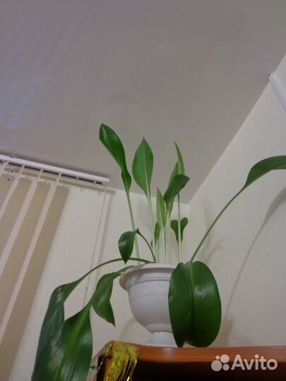 Цветы в офис