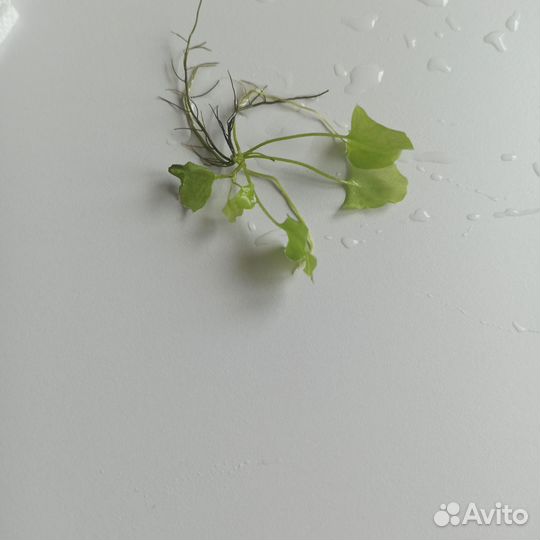 Аквариумные растения