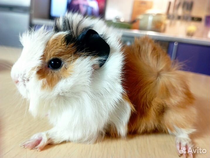 Морская свинка