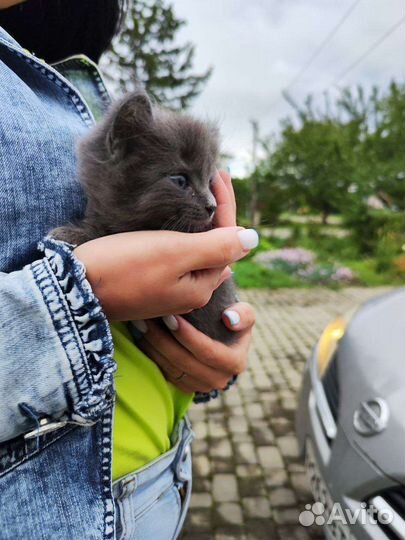 Милые котята в добрые руки