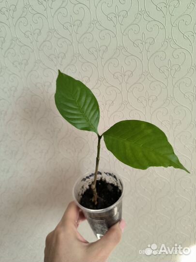 Табернемонтана BangsaphanDream