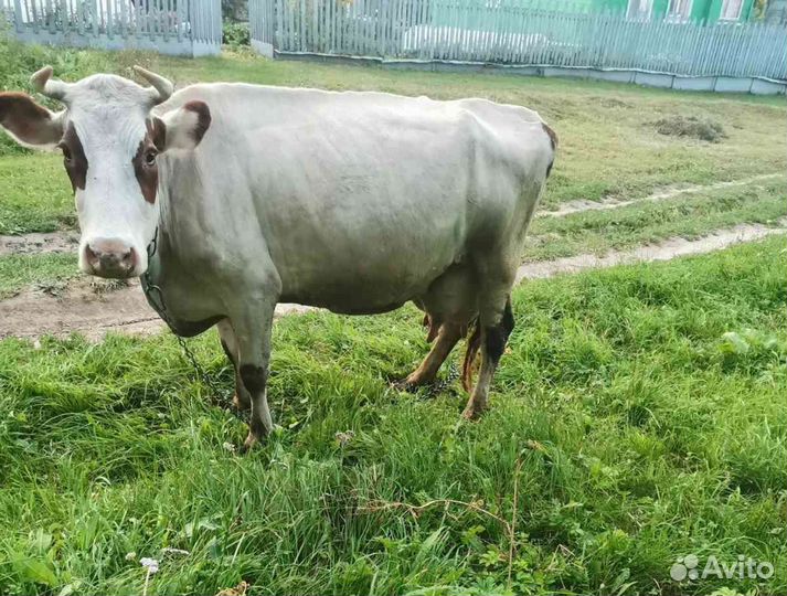 Корова дойная