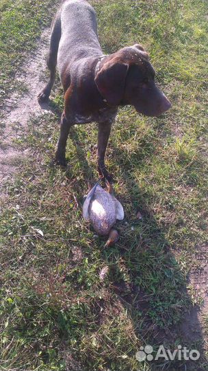 Вязка курцхар