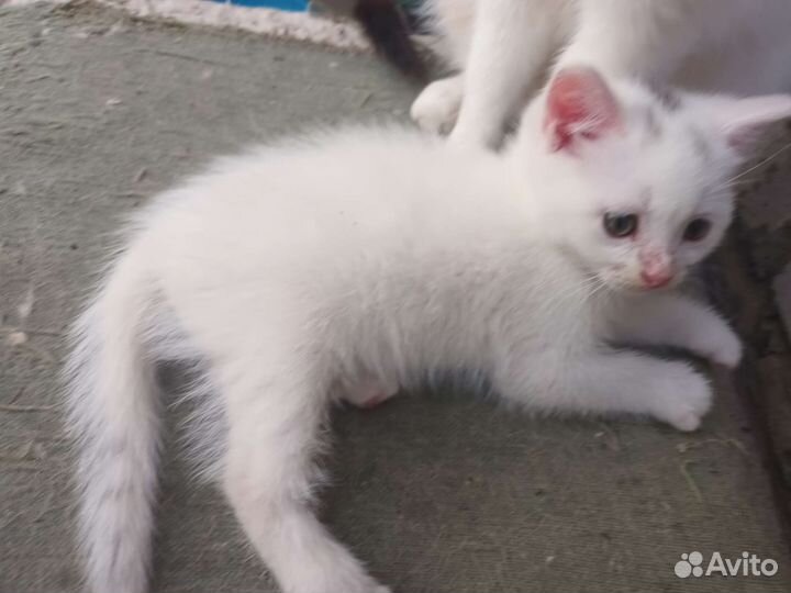 Котята в добрые руки бесплатно