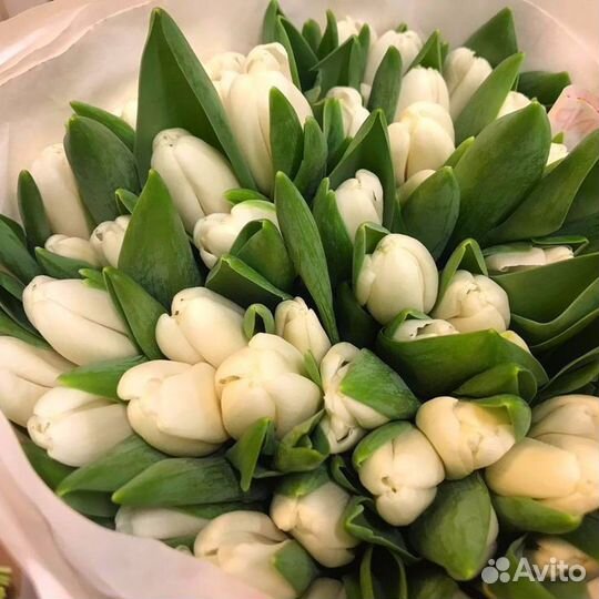 Свежие Тюльпаны напрямую от производителя