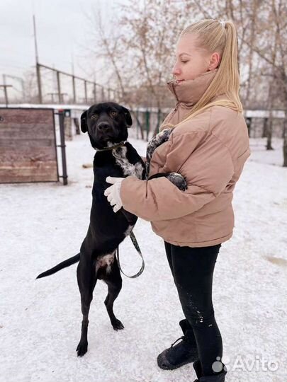 Собака в добрые руки из приюта бесплатно