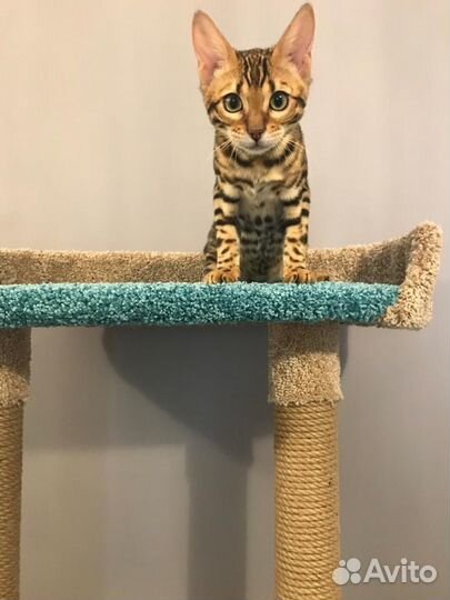 Игровой комплекс-когтеточка «Палата Лордов»