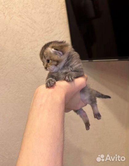 Котята британской шиншиллы