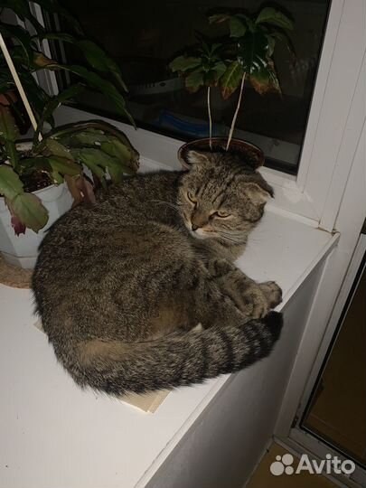 Шотландский вислоухий кот