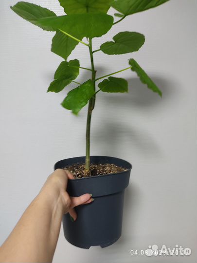 Фикус умбеллата