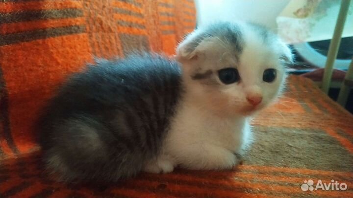 Котята в дар бесплатно