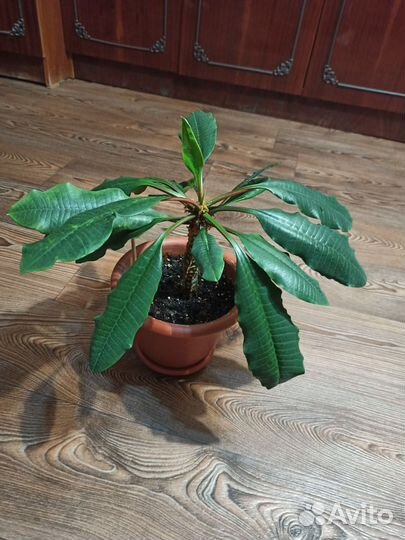 Молочай для офиса