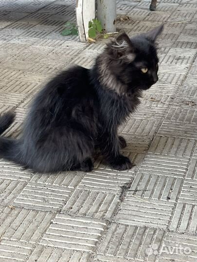 Котята бесплатно