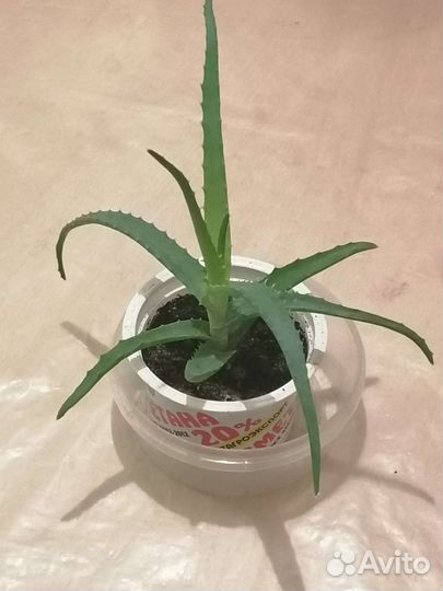 Столетник алое молодое растение