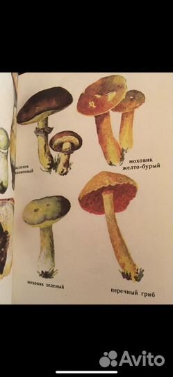 Смирнов А.И. По грибы