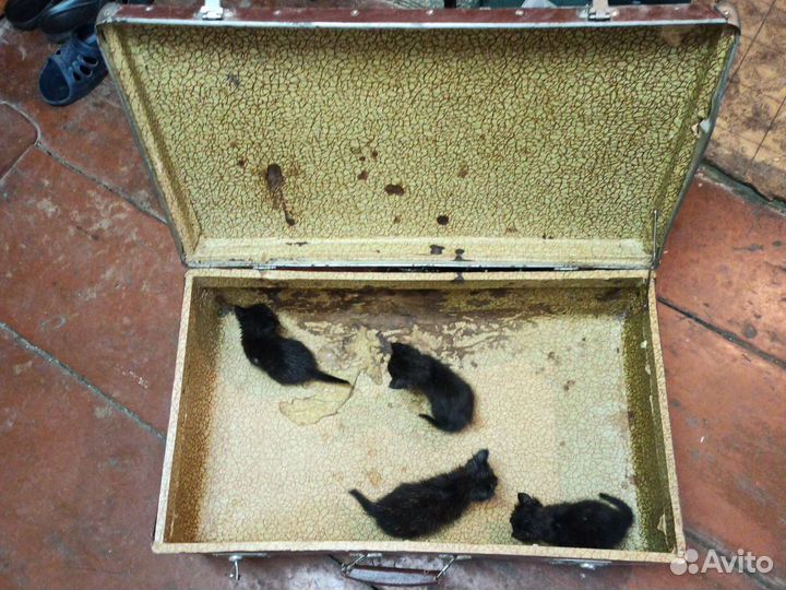 Чемоданы времен СССР