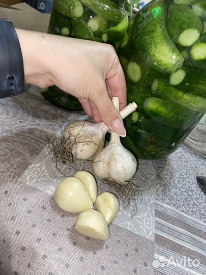 Чеснок домашний