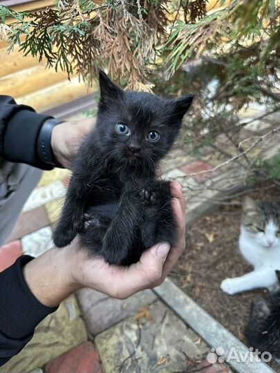 Отдам красивых котят