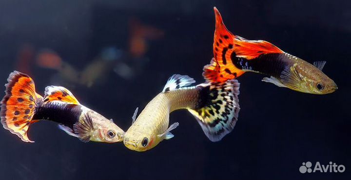 Гуппи