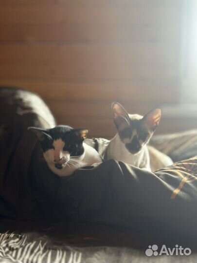 Котятки ориенталы