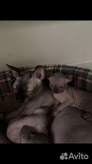 Канадский сфинкс