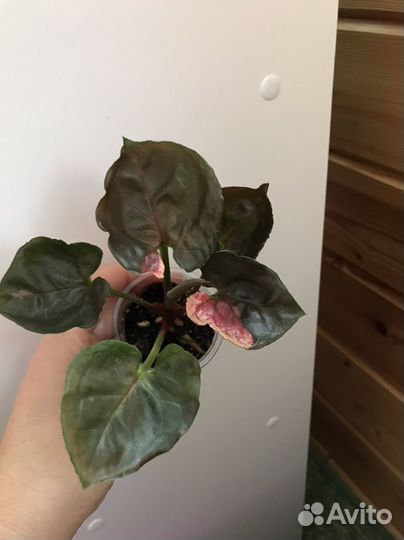 Сингониумы сортовые