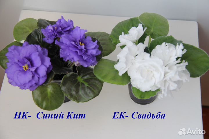 Фиалки