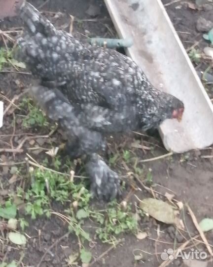 Молодые петушки брама