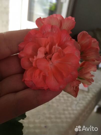 Продаю черенки пеларгоний