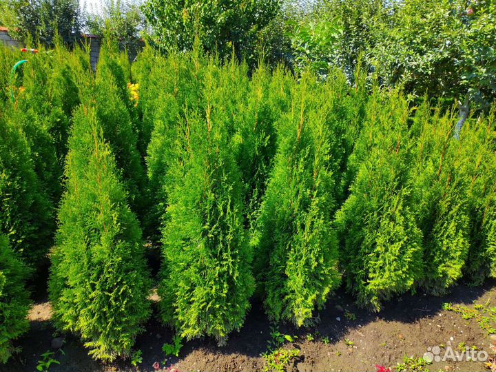 Туя смарагд