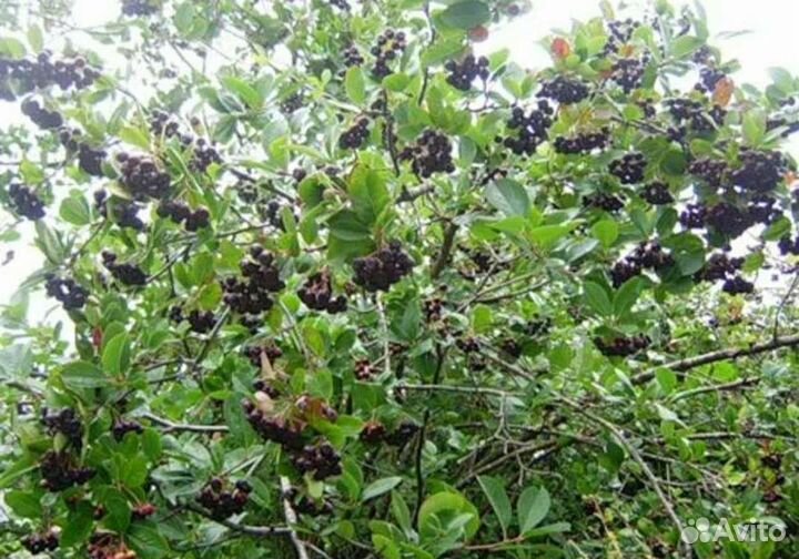 Арония черноплодная